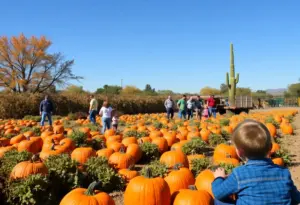 Families having fun in pumpkin patches in Phoenix during autumn