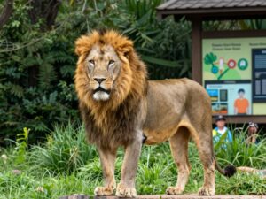 Pilipili the male lion in his habitat at the Phoenix Zoo