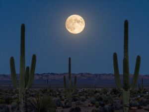 Bright supermoon over Arizona desert with cacti